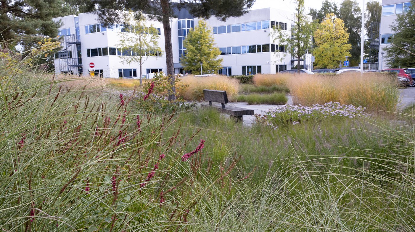 Om de campus direct uitstraling te geven, is er binnen het ontwerp gekozen voor volwassen beplanting.