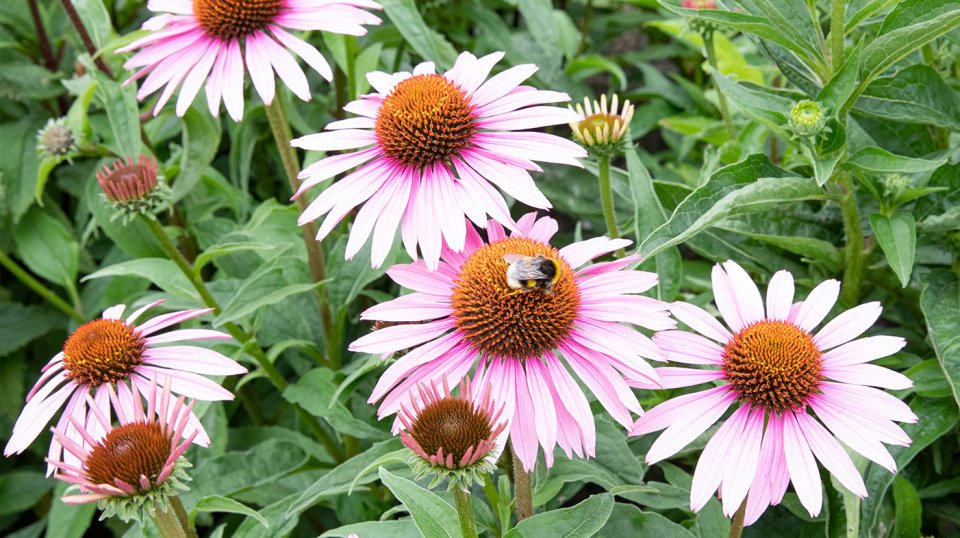 Middels een diversiteit aan vaste planten en siergrassen en wintergroene bomen, maken we een aangenaam verblijfsklimaat en een sfeervolle omgeving voor Rhenus.