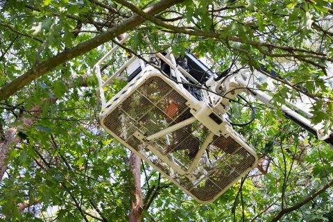 Onze experts onderzoeken de potentie en aanwezigheid van wettelijk beschermde dieren en planten. Lang leven de bomen.