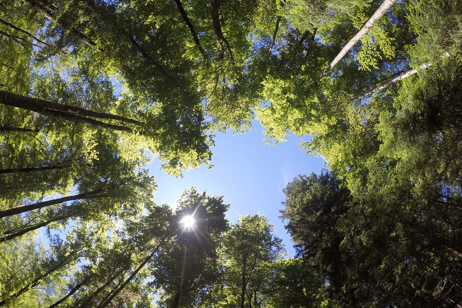 Met behulp van het programma i-Tree maakt Pius Floris Boomverzorging de baten van bomen inzichtelijk.