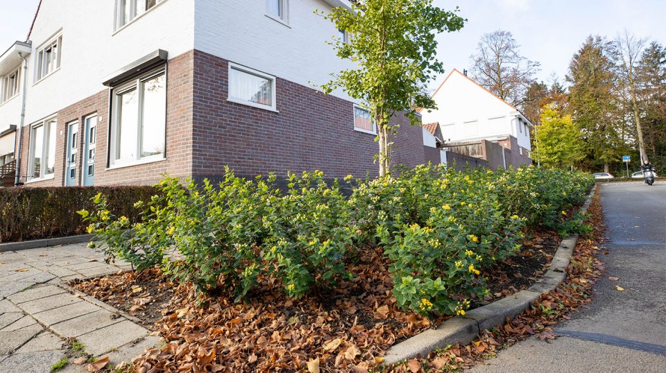 Adviseren, beheren en opwaarderen van het groen binnen de gemeente.