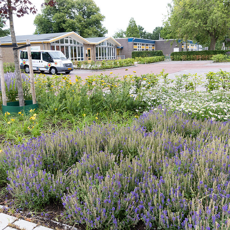 Op basis van een bestaand ontwerp nieuwe aanplant realiseren bij IKC Joannes. Hierbij heeft Lubbe Lisse voor een kleurrijke aanvulling in de vaste plantenvakken gezorgd.