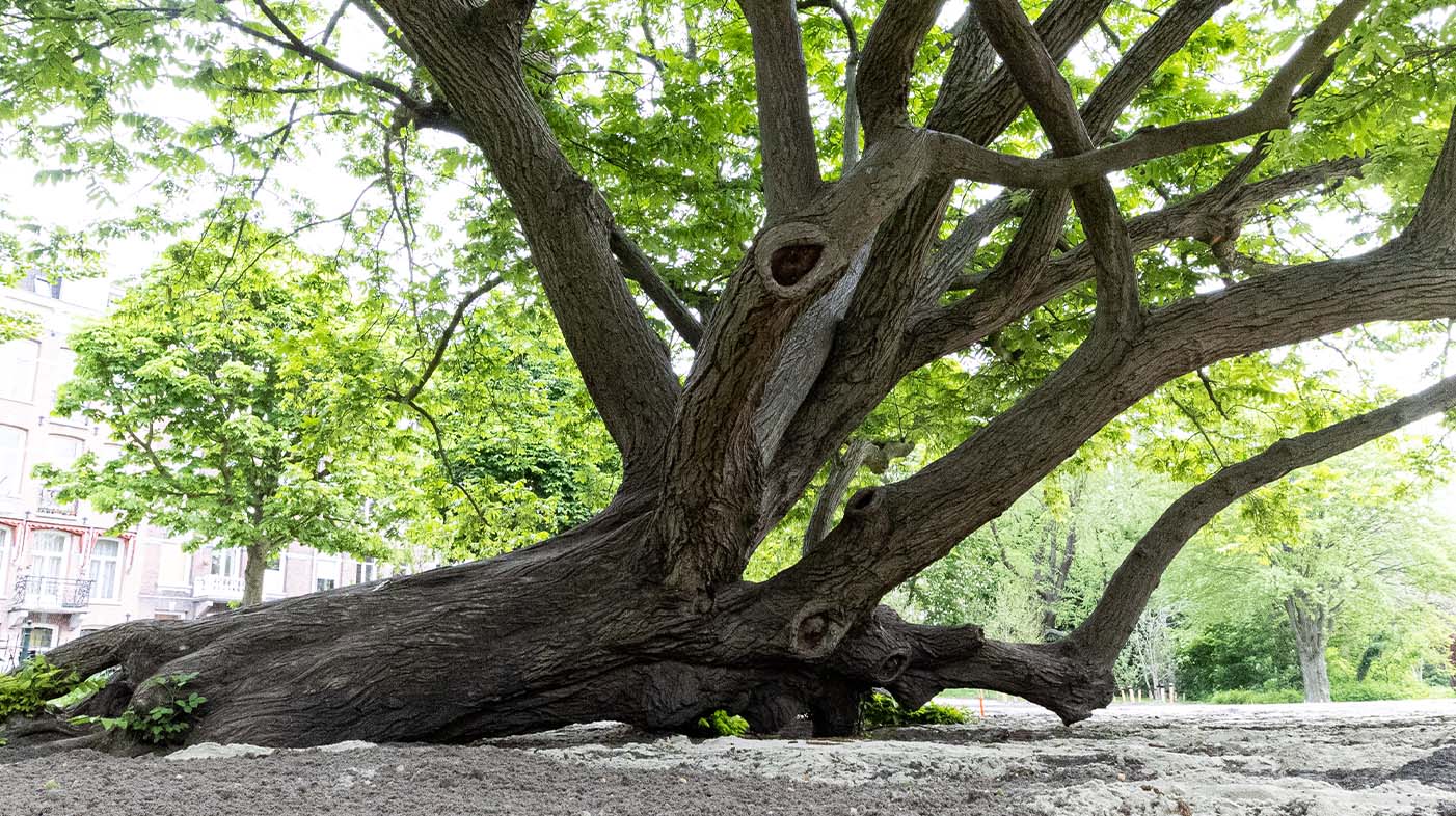 Midden in de Amsterdamse wijk de Pijp ligt het 4,5ha grootte Sarphatipark.