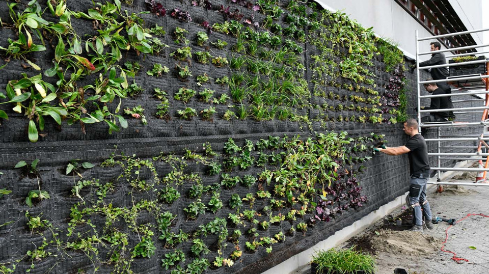 Verticale tuinen vormen ook een boost voor de biodiversiteit én verbeteren de luchtkwaliteit in de stad.