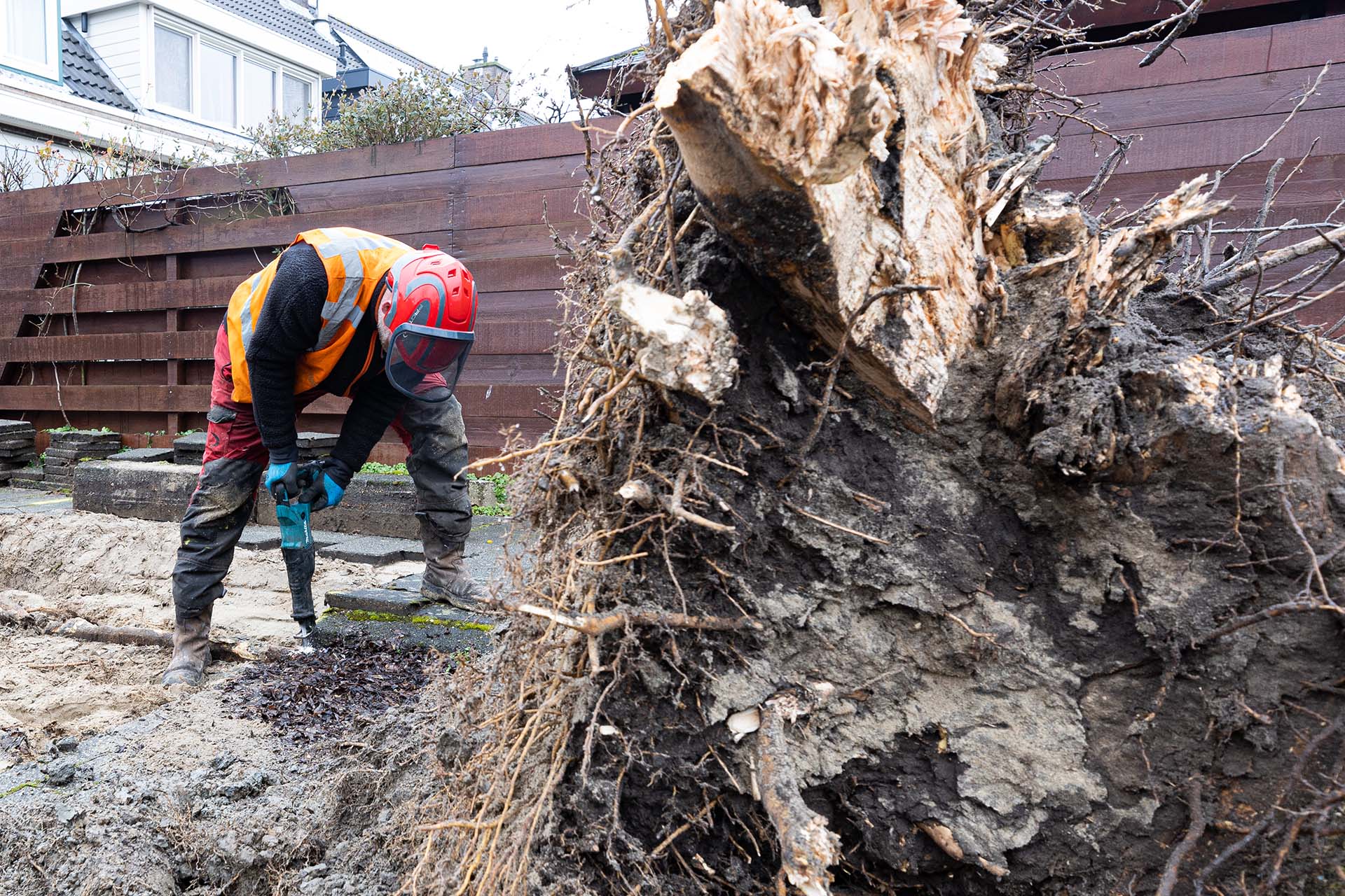 In totaal hebben we van de 33.000 bomen in de gemeente 150 zieke exemplaren vervangen. 