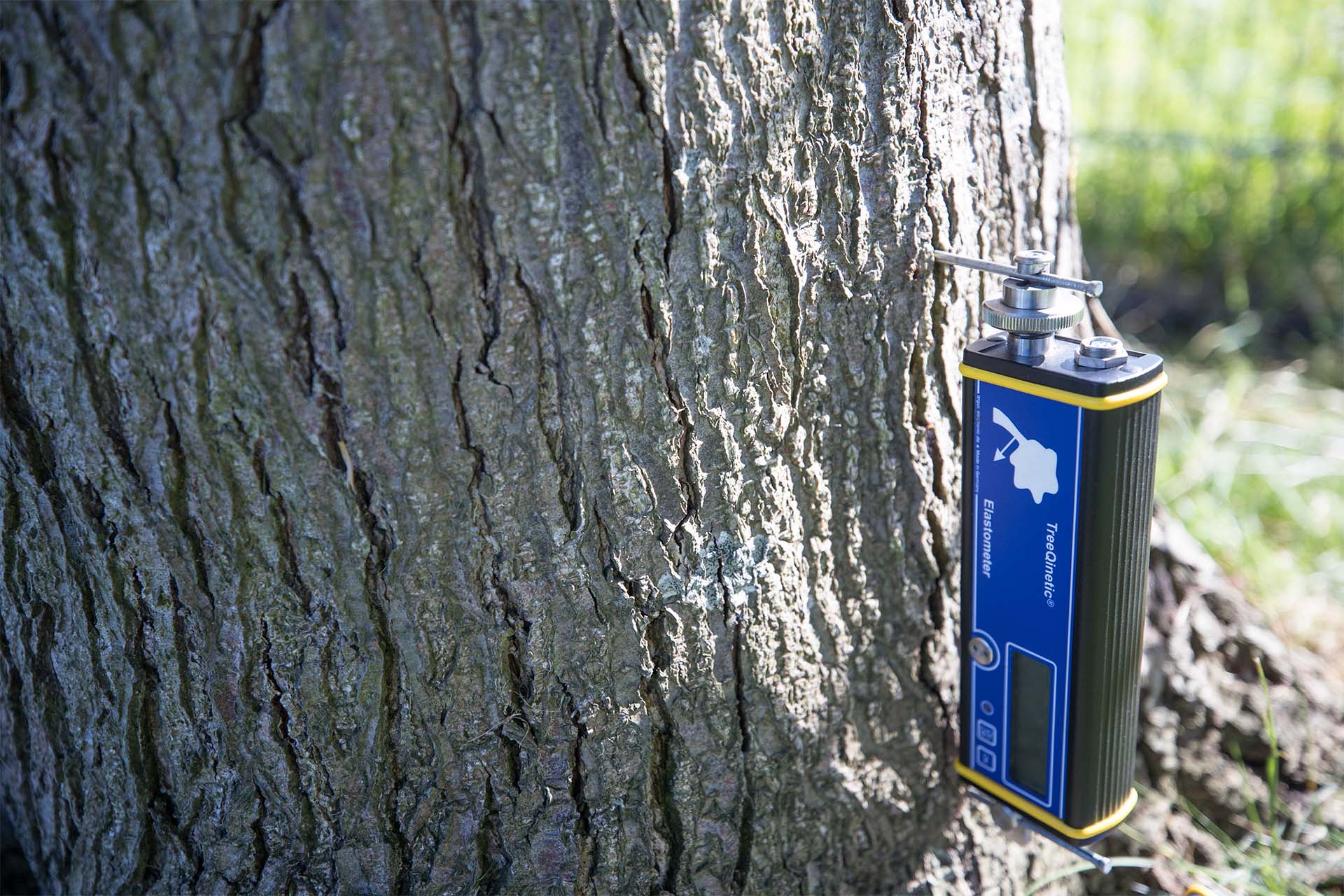 Gezonde bomen leveren vele ecosysteemdiensten op en bevorderen de ecologische waarden.