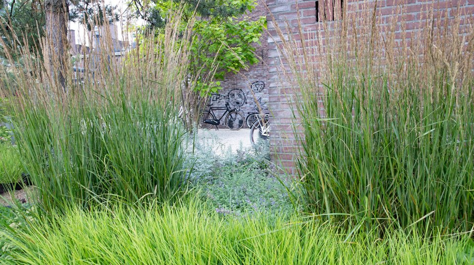 Het hele jaar rond groen, door toepassing van grove dennen en een diversiteit aan vaste planten in dit plangebied.